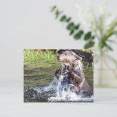 Grizzlybär im Wasser Postkarte (Stehend Vorderseite)