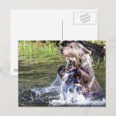 Grizzlybär im Wasser Postkarte (Vorne/Hinten)