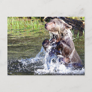 Grizzlybär im Wasser Postkarte