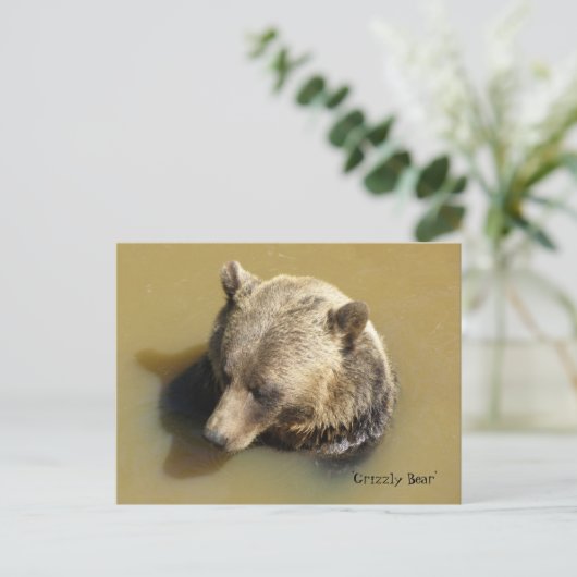 Grizzlybär im Wasser Postkarte (Stehend Vorderseite)