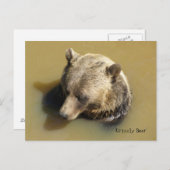 Grizzlybär im Wasser Postkarte (Vorne/Hinten)