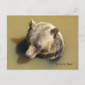 Grizzlybär im Wasser Postkarte (Vorderseite)