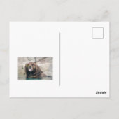 Grizzlybär im Wasser Postkarte (Rückseite)
