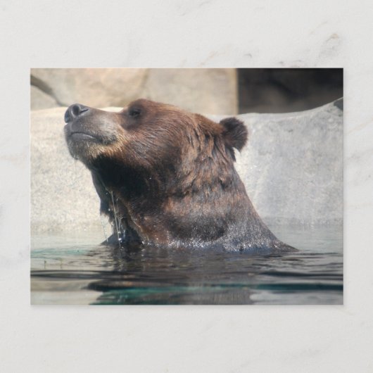 Grizzlybär im Wasser Postkarte (Vorderseite)