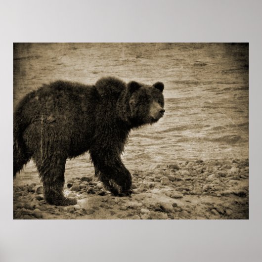 Grizzlybär in der Antike Poster (Vorne)