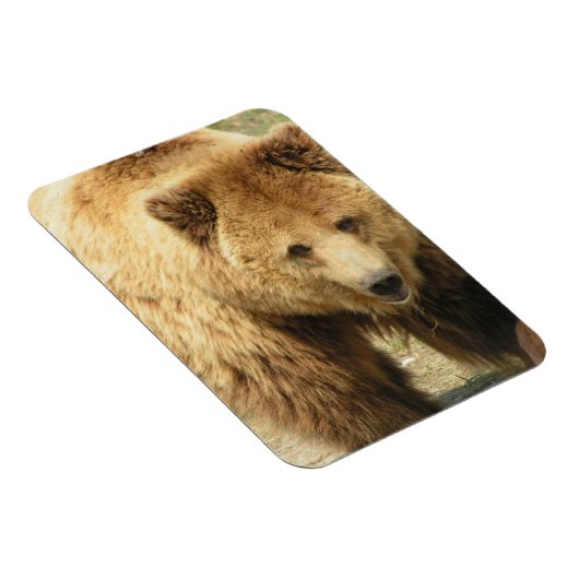 Grizzlybär Magnet (Rechte Seite)