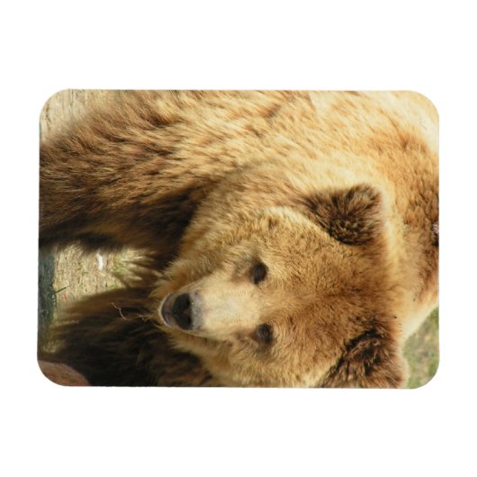 Grizzlybär Magnet (Horizontal)