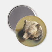Grizzlybär Magnet (Vorderseite/Rückseite)