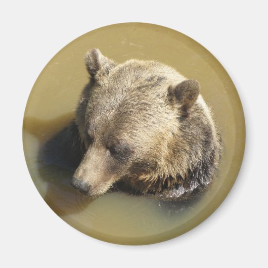 Grizzlybär Magnet (Vorne)