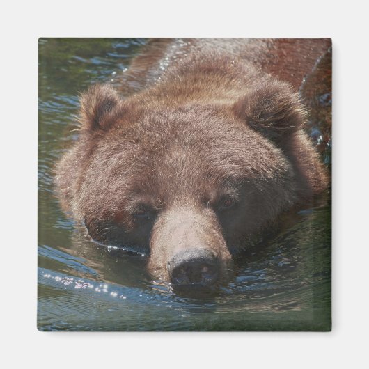 Grizzlybär Magnet (Vorne)