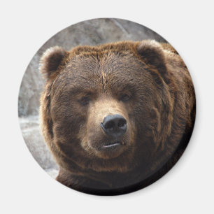 Grizzlybär-Magnet Magnet