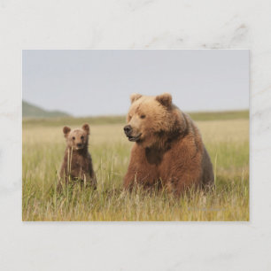 Grizzlybär mit Keule Postkarte