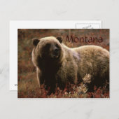 Grizzlybär Montana Postkarte (Vorne/Hinten)