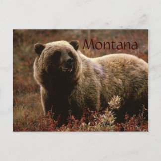 Grizzlybär Montana Postkarte