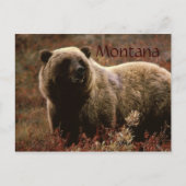 Grizzlybär Montana Postkarte (Vorderseite)