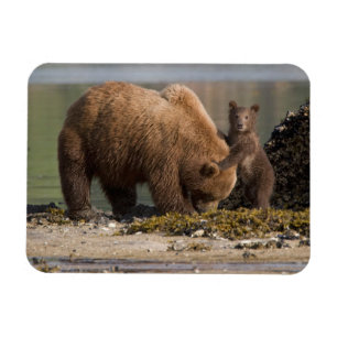 Grizzlybär-Mutter mit Jungtier an einem Strand Magnet