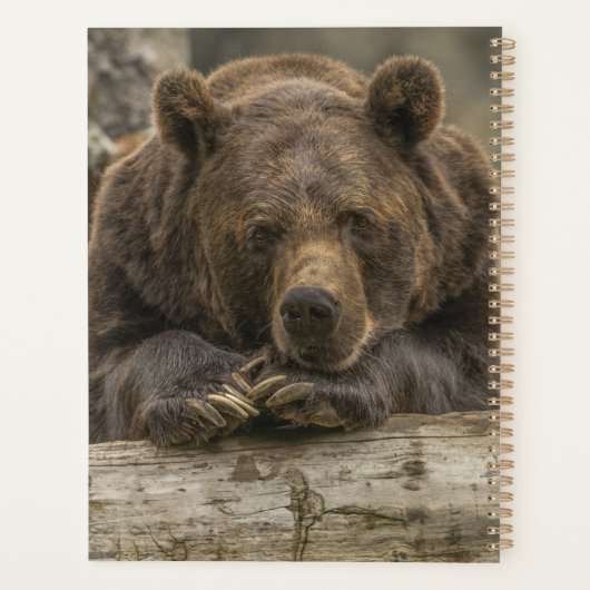 Grizzlybär Planer (Rückseite)