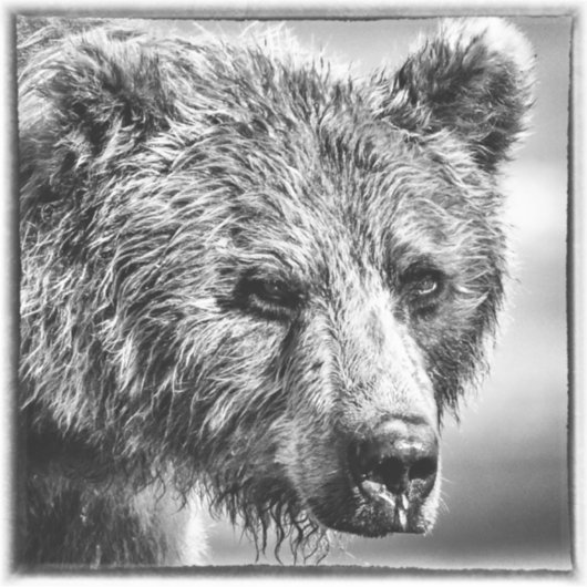 Grizzlybär-Portrait Aufkleber (Vorderseite)
