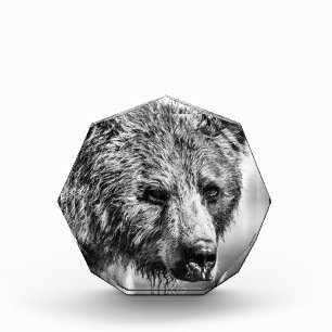 Grizzlybär-Portrait Fotoblock
