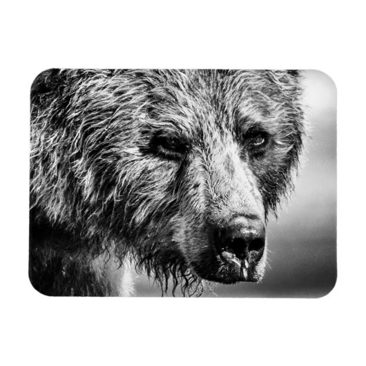 Grizzlybär-Portrait Magnet (Horizontal)