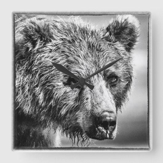 Grizzlybär-Portrait Quadratische Wanduhr (Vorderseite)