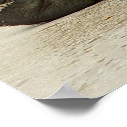 Grizzlybär Poster (Ecke)