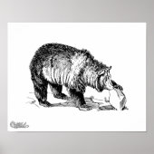 Grizzlybär Poster (Vorne)