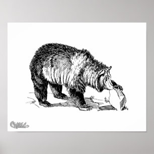 Grizzlybär Poster