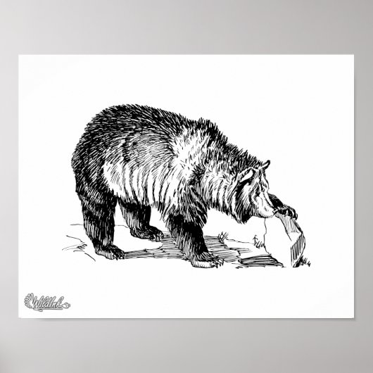 Grizzlybär Poster (Vorne)