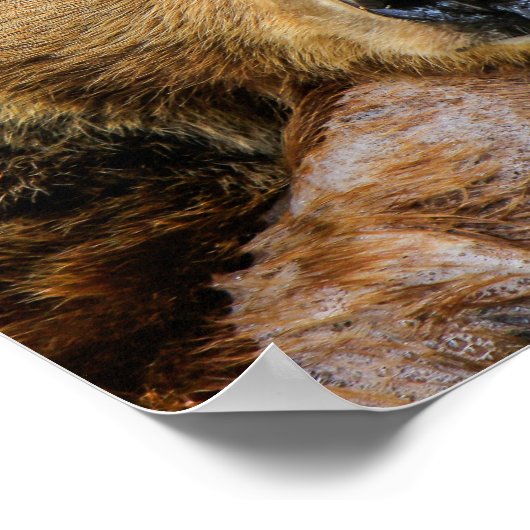 Grizzlybär Poster (Ecke)