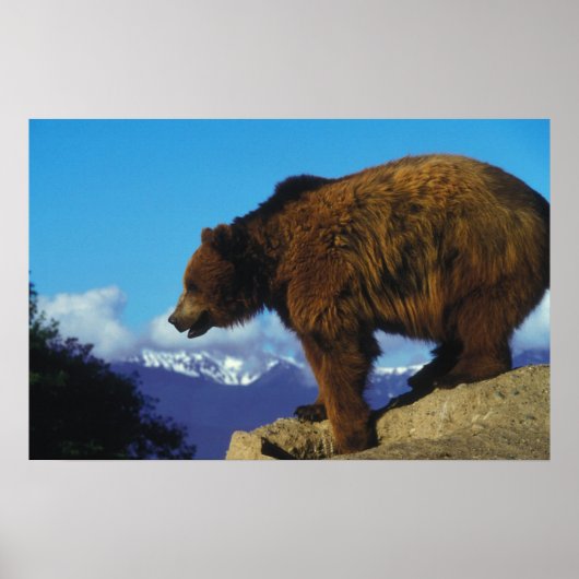 Grizzlybär Poster (Vorne)