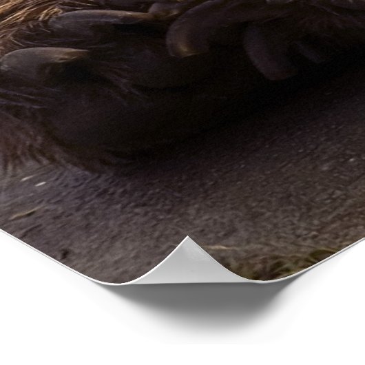 Grizzlybär Poster (Ecke)