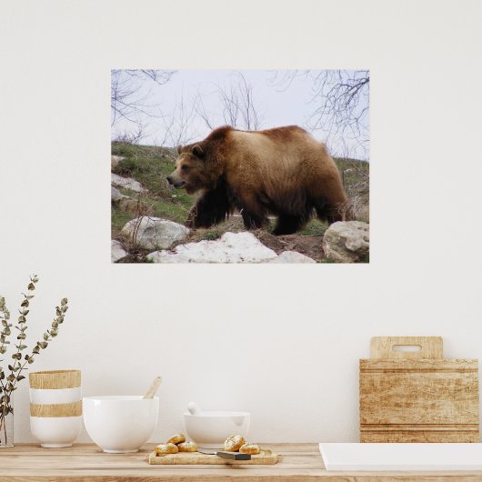 Grizzlybär-Poster Poster (Küche)