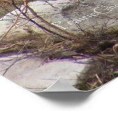 Grizzlybär-Poster Poster (Ecke)