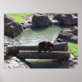 Grizzlybär-Poster Poster (Vorne)