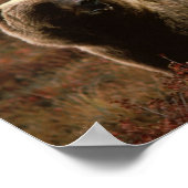 Grizzlybär-Poster Poster (Ecke)