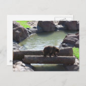 Grizzlybär Postkarte (Vorne/Hinten)
