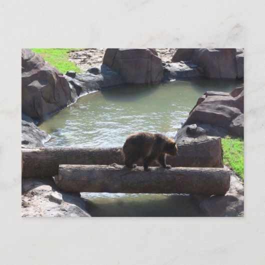Grizzlybär Postkarte (Vorderseite)