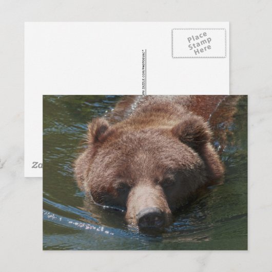 Grizzlybär Postkarte (Vorne/Hinten)