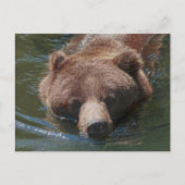 Grizzlybär Postkarte (Vorderseite)