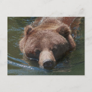 Grizzlybär Postkarte