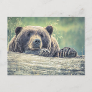 Grizzlybär Postkarte