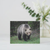 Grizzlybär Postkarte (Stehend Vorderseite)