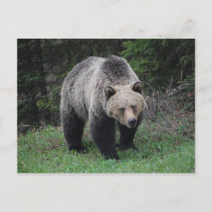 Grizzlybär Postkarte