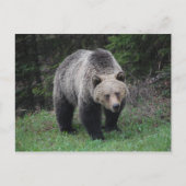 Grizzlybär Postkarte (Vorderseite)