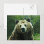 Grizzlybär Postkarte (Vorne/Hinten)