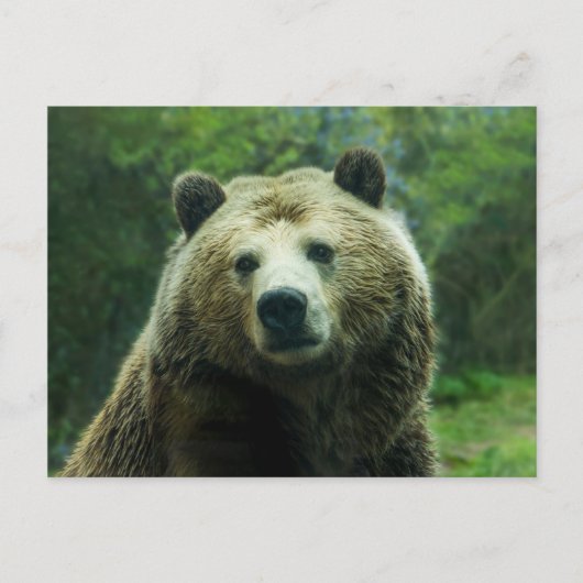 Grizzlybär Postkarte (Vorderseite)