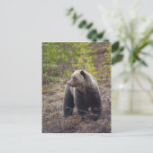 Grizzlybär Postkarte (Stehend Vorderseite)