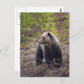 Grizzlybär Postkarte (Vorne/Hinten)