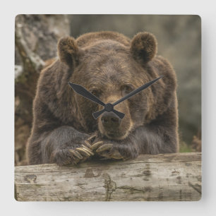 Grizzlybär Quadratische Wanduhr